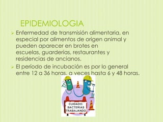 EPIDEMIOLOGIA
Enfermedad de transmisión alimentaria, en
especial por alimentos de origen animal y
pueden aparecer en brotes en
escuelas, guarderías, restaurantes y
residencias de ancianos.
 El período de incubación es por lo general
entre 12 a 36 horas, a veces hasta 6 y 48 horas.


 
