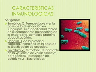 CARACTERISTICAS
INMUNOLOGICAS
Antígenos:
 Somático O: Termoestable y es la
base de la clasificación en
subgrupos. su especificidad radica
en el componente polisacárido de
la endotoxina, complejo proteínaLipopolisacárido.
 Flagelar H, de la proteína
flagelina, termolábil, es la base de
la clasificación de especies.
 Envoltura Vi, termolábil, responsable
de la virulencia de varias especies
patogénicas.( proteccion de
acidez y sust. Bactericidas,)

 