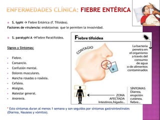  S. typhi  Fiebre Entérica (F. Tifoidea). 
Factores de virulencia: endotoxinas que le permiten la invasividad. 
 S. paratyphi A Fiebre Paratifoidea. 
Signos y Síntomas: 
 Fiebre. 
 Cansancio. 
 Confusión mental. 
 Dolores musculares. 
 Mancha rosadas o roséola. 
 Cefalea. 
 Mialgias. 
 Malestar general. 
 Anorexia. 
* Esto síntomas duran al menos 1 semana y son seguidos por síntomas gastrointestinales 
(Diarrea, Nauseas y vómitos). 
 