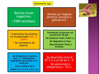 Salmonella spp. 
Bacilos Gram 
negativos. 
>2500 serotipos. 
Móviles por flagelos 
perítrico (excepto S. 
gallinarum). 
* Anaerobios facultativos 
no encapsulados (exc. S. 
typhi) 
* No formadores de 
esporas. 
. 
* Fermentan la glucosa con 
producción de gas. 
* No producen Indol, Indol (-). 
* No degradan la Urea. 
* Descarboxilan lisina y 
ornitina. 
* No fermentan la lactosa 
(exc. S. choleraesuis 
subespecie arizonae) ni la 
sacarosa. 
* Prod. Sulfuro de H 
* Miden 2 a 3 x 0.4 a 0.6 um. 
* Se desarrolla entre 8 – 
45°C y a un pH de 4 - 8. 
* No sobreviven a 
temperatura > 70°C. 
 