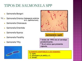 Salmonella typhi 
* Antes de 1993 era el serotipo 
predominante. 
* Es el único que presenta 
cápsula. 
Subespecie entérica 
(o S. typhimurium). 
ALTAMENTE ADAPTABLES A LOS HUMANOS: 
- S. typhi. 
- S. paratyphi A,B (AVES) y C. 
- S. sendai. 
T.C. 
 