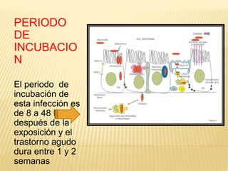 PERIODO
DE
INCUBACIO
N
El periodo de
incubación de
esta infección es
de 8 a 48 horas
después de la
exposición y el
trastorno agudo
dura entre 1 y 2
semanas
 