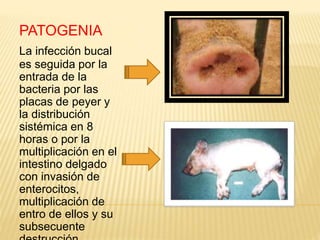 PATOGENIA
La infección bucal
es seguida por la
entrada de la
bacteria por las
placas de peyer y
la distribución
sistémica en 8
horas o por la
multiplicación en el
intestino delgado
con invasión de
enterocitos,
multiplicación de
entro de ellos y su
subsecuente
 