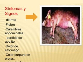 Síntomas y
Signos
diarrea
•Fiebre
•Calambres
abdominales
• perdida de
apetito
•Dolor de
estomago
•Color purpura en
orejas,
 