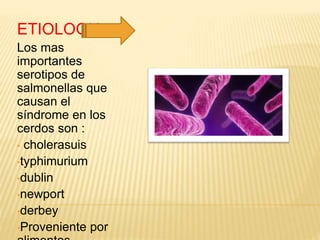 ETIOLOGIA
Los mas
importantes
serotipos de
salmonellas que
causan el
síndrome en los
cerdos son :
• cholerasuis
•typhimurium
•dublin
•newport
•derbey
•Proveniente por
 