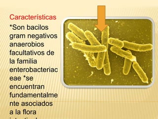 Características
*Son bacilos
gram negativos
anaerobios
facultativos de
la familia
enterobacteriac
eae *se
encuentran
fundamentalme
nte asociados
a la flora
 