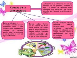 La bacteria de la salmonella vive en los
intestinos de las personas, animales y
aves. La mayoría de personas están
infectadas con salmonella por comer
alimentos que han sido contaminados por
las heces.
Carne cruda, aves y
mariscos. Las heces pueden
contaminar carnes y aves
crudas durante el proceso de
matanza. Los mariscos
pueden estar contaminados
si se cosecha a partir de
agua contaminada.
Huevos crudos. Mientras
que la cáscara del huevo
puede parecer una barrera
perfecta a la contaminación,
algunas gallinas infectadas
producen huevos que
contienen salmonella antes
de que se forme la cáscara.
Frutas y verduras. Algunos
productos frescos,
particularmente las
variedades importadas,
puede ser hidratada en el
campo o lavado durante el
procesamiento con agua
contaminada con
salmonella.
 