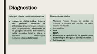 Diagnostico
hallazgos clínicos y anatomopatológicos
 Lesiones en células, tejidos y órganos
sólo permiten sospechar la
enfermedad (neumonía generalizada,
bazo congestionado, congestión de
los ganglios linfáticos mesentéricos,
colitis necrótica focal o difusa y
pequeñas hemorragias
múltiples, ulceras botonosas).
Diagnóstico serológico
 Muestras fecales frescas de cerdos no
tratados o cuando sea posible, un cerdo
muerto no tratado.
 Hemocultivo.
 PCR.
 ELISA.
 Aislamiento e identificación del agente causal
bacteriológico de órganos parenquimatosos.
 Antibiograma.
 