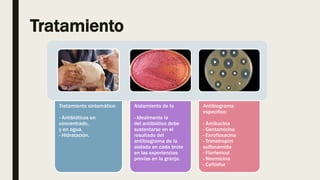 Tratamiento
Tratamiento sintomático:
- Antibióticos en
concentrado,
y en agua.
- Hidratación.
Aislamiento de la
- Idealmente la
del antibiótico debe
sustentarse en el
resultado del
antibiograma de la
aislada en cada brote
en las experiencias
previas en la granja.
Antibiograma
especifico:
- Amikacina
- Gentamicina
- Enrofloxacina
- Trimetropim
sulfonamida
- Florfenicol
- Neomicina
- Ceftiofur
 