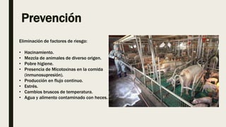 Prevención
Eliminación de factores de riesgo:
• Hacinamiento.
• Mezcla de animales de diverso origen.
• Pobre higiene.
• Presencia de Micotoxinas en la comida
(inmunosupresión).
• Producción en flujo continuo.
• Estrés.
• Cambios bruscos de temperatura.
• Agua y alimento contaminado con heces.
 