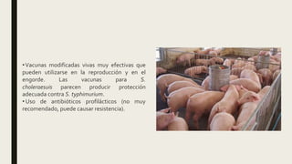 •Vacunas modificadas vivas muy efectivas que
pueden utilizarse en la reproducción y en el
engorde. Las vacunas para S.
choleraesuis parecen producir protección
adecuada contra S. typhimurium.
• Uso de antibióticos profilácticos (no muy
recomendado, puede causar resistencia).
 