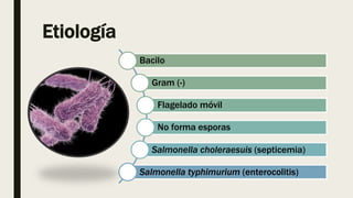 Etiología
Bacilo
Gram (-)
Flagelado móvil
No forma esporas
Salmonella choleraesuis (septicemia)
Salmonella typhimurium (enterocolitis)
 