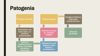 Patogenia
Portador infectado
Transmisión oro-
fecal (agua y/o
alimento
contaminado)
Vectores
(ambiente de la
granja, animales
paradores
infectados)
Resistencia a pH
gástrico, sales
biliares y
peristaltismo.
Coloniza mucosa
de intestino
delgado
Placas de peyer
Ganglios linfáticos
regionales
(mesentéricos)
Infección
localizada
 