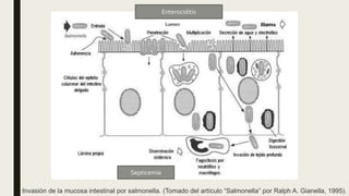 Enterocolitis
Septicemia
Invasión de la mucosa intestinal por salmonella. (Tomado del artículo “Salmonella” por Ralph A. Gianella, 1995).
 