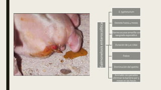 Salmonelosisenterocolítica
S. typhimurium
Destete hasta 4 meses
Diarrea acuosa amarilla con
sangrado esporádico
Duración de 3 a 7 días
Fiebre
Disminución del apetito
Animales recuperados
eliminan la bacteria por 5
meses en las heces
 