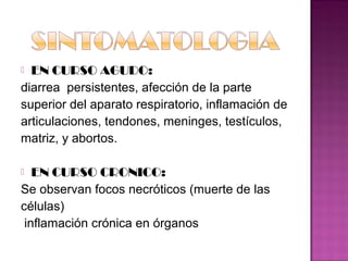  EN CURSO AGUDO:
diarrea persistentes, afección de la parte
superior del aparato respiratorio, inflamación de
articulaciones, tendones, meninges, testículos,
matriz, y abortos.

  EN CURSO CRONICO:
Se observan focos necróticos (muerte de las
células)
 inflamación crónica en órganos
 