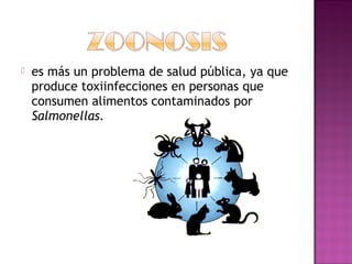    es más un problema de salud pública, ya que
    produce toxiinfecciones en personas que
    consumen alimentos contaminados por
    Salmonellas.
 