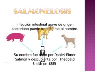 Infección intestinal grave de origen
bacteriana puede transferirse al hombre.




 Su nombre fue dado por Daniel Elmer
  Salmon y descubierta por  Theobald
            Smith en 1885
 