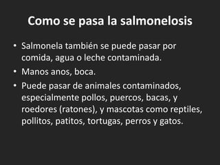 Como se pasa la salmonelosis
• Salmonela también se puede pasar por
  comida, agua o leche contaminada.
• Manos anos, boca.
• Puede pasar de animales contaminados,
  especialmente pollos, puercos, bacas, y
  roedores (ratones), y mascotas como reptiles,
  pollitos, patitos, tortugas, perros y gatos.
 