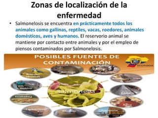 Zonas de localización de la
enfermedad
• Salmonelosis se encuentra en prácticamente todos los
animales como gallinas, reptiles, vacas, roedores, animales
domésticos, aves y humanos. El reservorio animal se
mantiene por contacto entre animales y por el empleo de
piensos contaminados por Salmonelosis.
 