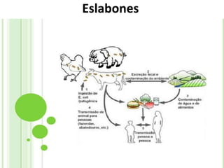 Eslabones
 