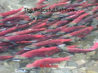 The Peaceful Salmon
By Marcus
 