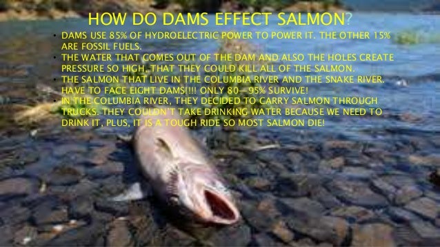 how do dams affect salmon