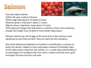 Salmon Five Facts About Salmon 1)Their life span is about 2-8 years 2)Their eggs take about 6-12 weeks to hatch 3)Salmon grow in maturity in about 1-2 years 4)Some salmon migrations range about 1-5 years 5)The physical changes that take place in a salmon is that it will sometimes change from bright silver to bold or much darker body colour. Salmons need to lay a lot of eggs at the same time as few salmons reach adulthood as once they are born, they are eaten by their predators. One of the behavioral adaptations of salmon is smoltification, a process of which the salmon  adapts to more salty waters instead of freshwater lakes. As this takes quite a long time, the salmon is in  a weak state and therefore is an advantage to it’s predators like river otters, Caspian and Artic terns, gulls and larger fish even sea lions and seals. 