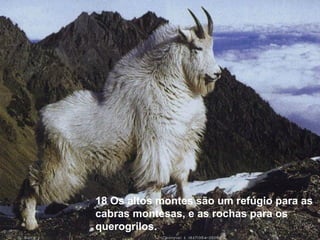 18 Os altos montes são um refúgio para as
cabras montesas, e as rochas para os
querogrilos.
 