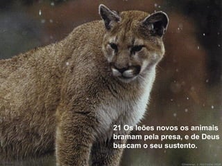 21 Os leões novos os animais
bramam pela presa, e de Deus
buscam o seu sustento.
 