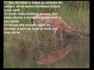 11 Dão de beber a todos os animais do
campo; ali os asnos monteses matam
a sua sede.
12 Junto delas habitam as aves dos
céus; dentre a ramagem fazem ouvir o
seu canto.
13 Da tua alta morada regas os
montes; a terra se farta do fruto das
tuas obras.
 