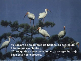 16 Saciam-se as árvores do Senhor, os cedros do
Líbano que ele plantou,
17 nos quais as aves se aninham, e a cegonha, cuja
casa está nos ciprestes.
 