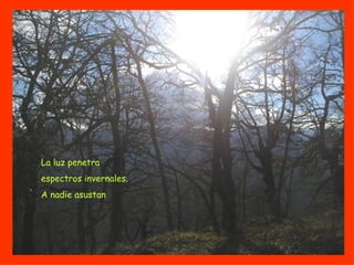 La luz penetra espectros invernales. A nadie asustan