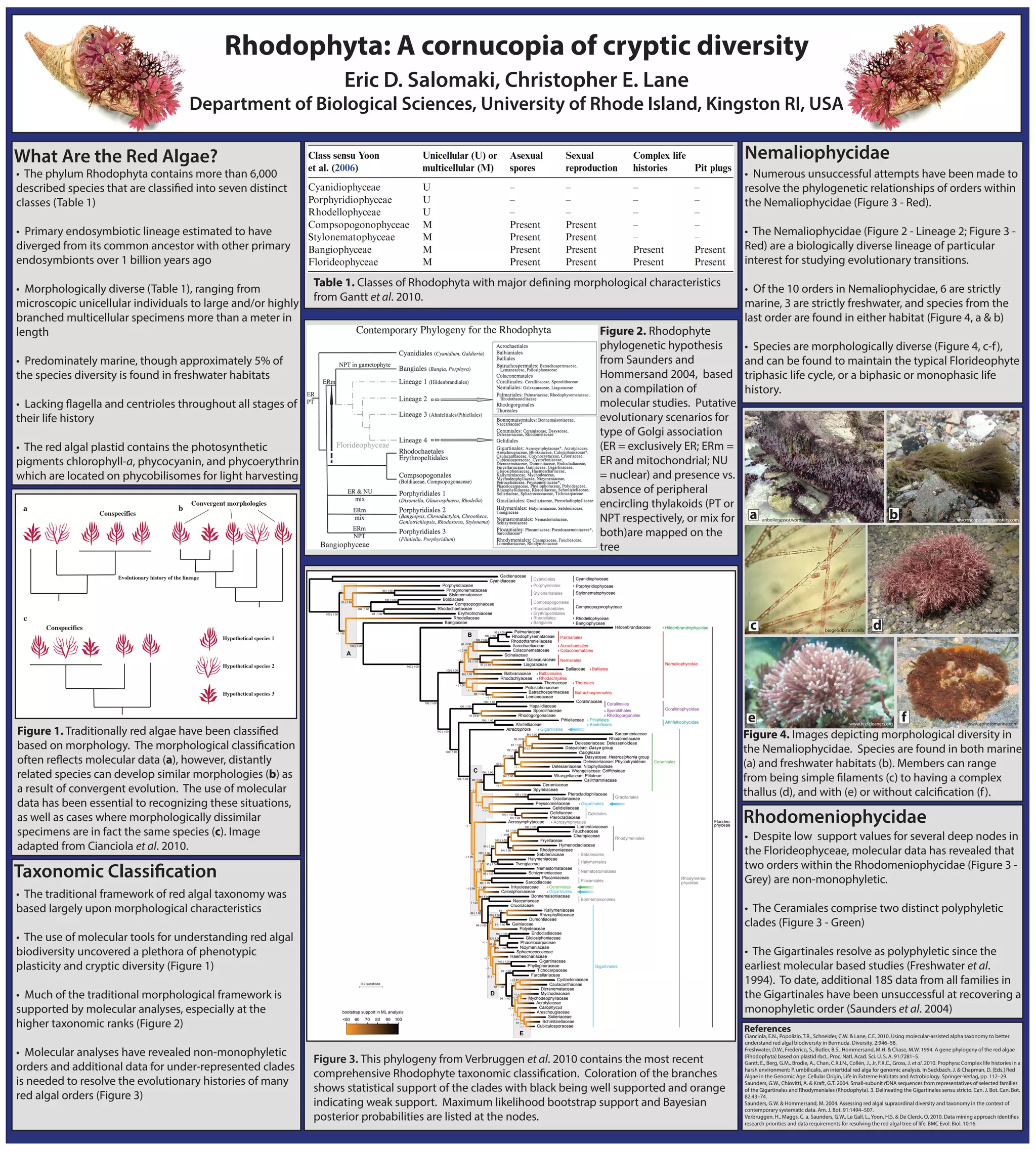 Rhodophyta: A cornucopia of cryptic diversity | PDF