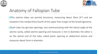 Salping Salpingitis Hydrosalpinx | PDF