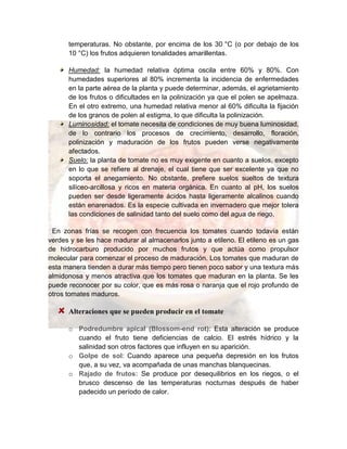 temperaturas. No obstante, por encima de los 30 °C (o por debajo de los
10 °C) los frutos adquieren tonalidades amarillentas.
Humedad: la humedad relativa óptima oscila entre 60% y 80%. Con
humedades superiores al 80% incrementa la incidencia de enfermedades
en la parte aérea de la planta y puede determinar, además, el agrietamiento
de los frutos o dificultades en la polinización ya que el polen se apelmaza.
En el otro extremo, una humedad relativa menor al 60% dificulta la fijación
de los granos de polen al estigma, lo que dificulta la polinización.
Luminosidad: el tomate necesita de condiciones de muy buena luminosidad,
de lo contrario los procesos de crecimiento, desarrollo, floración,
polinización y maduración de los frutos pueden verse negativamente
afectados.
Suelo: la planta de tomate no es muy exigente en cuanto a suelos, excepto
en lo que se refiere al drenaje, el cual tiene que ser excelente ya que no
soporta el anegamiento. No obstante, prefiere suelos sueltos de textura
silíceo-arcillosa y ricos en materia orgánica. En cuanto al pH, los suelos
pueden ser desde ligeramente ácidos hasta ligeramente alcalinos cuando
están enarenados. Es la especie cultivada en invernadero que mejor tolera
las condiciones de salinidad tanto del suelo como del agua de riego.
En zonas frías se recogen con frecuencia los tomates cuando todavía están
verdes y se les hace madurar al almacenarlos junto a etileno. El etileno es un gas
de hidrocarburo producido por muchos frutos y que actúa como propulsor
molecular para comenzar el proceso de maduración. Los tomates que maduran de
esta manera tienden a durar más tiempo pero tienen poco sabor y una textura más
almidonosa y menos atractiva que los tomates que maduran en la planta. Se les
puede reconocer por su color, que es más rosa o naranja que el rojo profundo de
otros tomates maduros.
Alteraciones que se pueden producir en el tomate
o Podredumbre apical (Blossom-end rot): Esta alteración se produce
cuando el fruto tiene deficiencias de calcio. El estrés hídrico y la
salinidad son otros factores que influyen en su aparición.
o Golpe de sol: Cuando aparece una pequeña depresión en los frutos
que, a su vez, va acompañada de unas manchas blanquecinas.
o Rajado de frutos: Se produce por desequilibrios en los riegos, o el
brusco descenso de las temperaturas nocturnas después de haber
padecido un período de calor.
 
