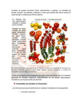 También se pueden encontrar frutos multicoloridos y rayados. La variedad de
tomate ‘kumato’, por ejemplo, presenta un color que cambia del marrón oscuro al
verde dorado a medida que el fruto madura.
En Centro América, especialmente en México, existe una variedad de tomate rojo,
llamado Jitomate, especial para hacer salsas, zumos, guisados o crudos en
ensalada, que se utiliza muchísimo.
Como en la mayoría de los sectores agrícolas, en la actualidad hay una creciente
demanda de tomates orgánicos, especialmente en los países desarrollados.
También es una buena fuente de alimento.
Variedades de tomates en Venezuela:
Los más comunes que encontramos en nuestros mercados son los siguientes:
o Tomates redondos
En España hay
una extraordinaria
variedad y calidad
de los tomates.
Tomate en rama,
Tomate de pera,
(para conservas),
Tomate canario,
de sabor dulce,
Tomate cherry
(afrutado), Tomate
verde, (pulpa dura
para ensaladas),
Tomate de
Monserrat
(también ideal
para ensaladas).
Y el rey de pata
negra: el tomate
Raf. Tomates
Muchamiel,
Tomates
Mazarrón (en
Almería).
 