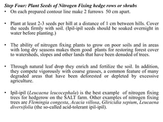 Step Four: Plant Seeds of Nitrogen Fixing hedge rows or shrubs
• On each prepared contour line make 2 furrows 50 cm apart.
• Plant at least 2-3 seeds per hill at a distance of 1 cm between hills. Cover
the seeds firmly with soil. (Ipil-ipil seeds should be soaked overnight in
water before planting.)
• The ability of nitrogen fixing plants to grow on poor soils and in areas
with long dry seasons makes them good plants for restoring forest cover
to watersheds, slopes and other lands that have been denuded of trees.
• Through natural leaf drop they enrich and fertilize the soil. In addition,
they compete vigorously with coarse grasses, a common feature of many
degraded areas that have been deforested or depleted by excessive
agriculture.
• Ipil-ipil (Leucaena leucocephala) is the best example of nitrogen fixing
trees for hedgerow on the SALT farm. Other examples of nitrogen fixing
trees are Flemingia congesta, Acacia villosa, Gliricidia sepium, Leucaena
diversifolia (the so-called acid-tolerant ipil-ipil).
 