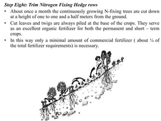 Step Eight: Trim Nitrogen Fixing Hedge rows
• About once a month the continuously growing N-fixing trees are cut down
at a height of one to one and a half meters from the ground.
• Cut leaves and twigs are always piled at the base of the crops. They serve
as an excellent organic fertilizer for both the permanent and short – term
crops.
• In this way only a minimal amount of commercial fertilizer ( about ¼ of
the total fertilizer requirements) is necessary.
 