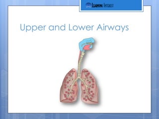 Upper and Lower Airways
 