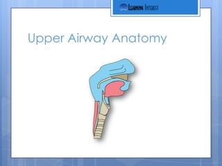 Upper Airway Anatomy
 
