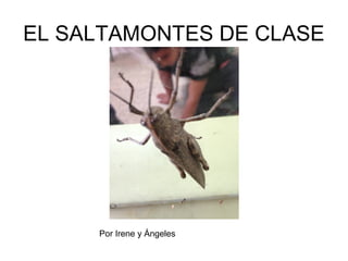 EL SALTAMONTES DE CLASE
Por Irene y Ángeles
 