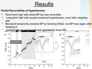 Dissociation of Hypertension and Renal Damage After Salt Cessation in ...
