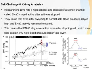 Dissociation of Hypertension and Renal Damage After Salt Cessation in ...