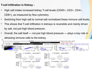 Dissociation of Hypertension and Renal Damage After Salt Cessation in ...