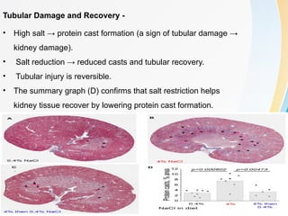 Dissociation of Hypertension and Renal Damage After Salt Cessation in ...