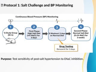 Dissociation of Hypertension and Renal Damage After Salt Cessation in ...
