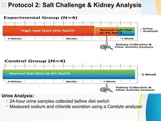 Dissociation of Hypertension and Renal Damage After Salt Cessation in ...