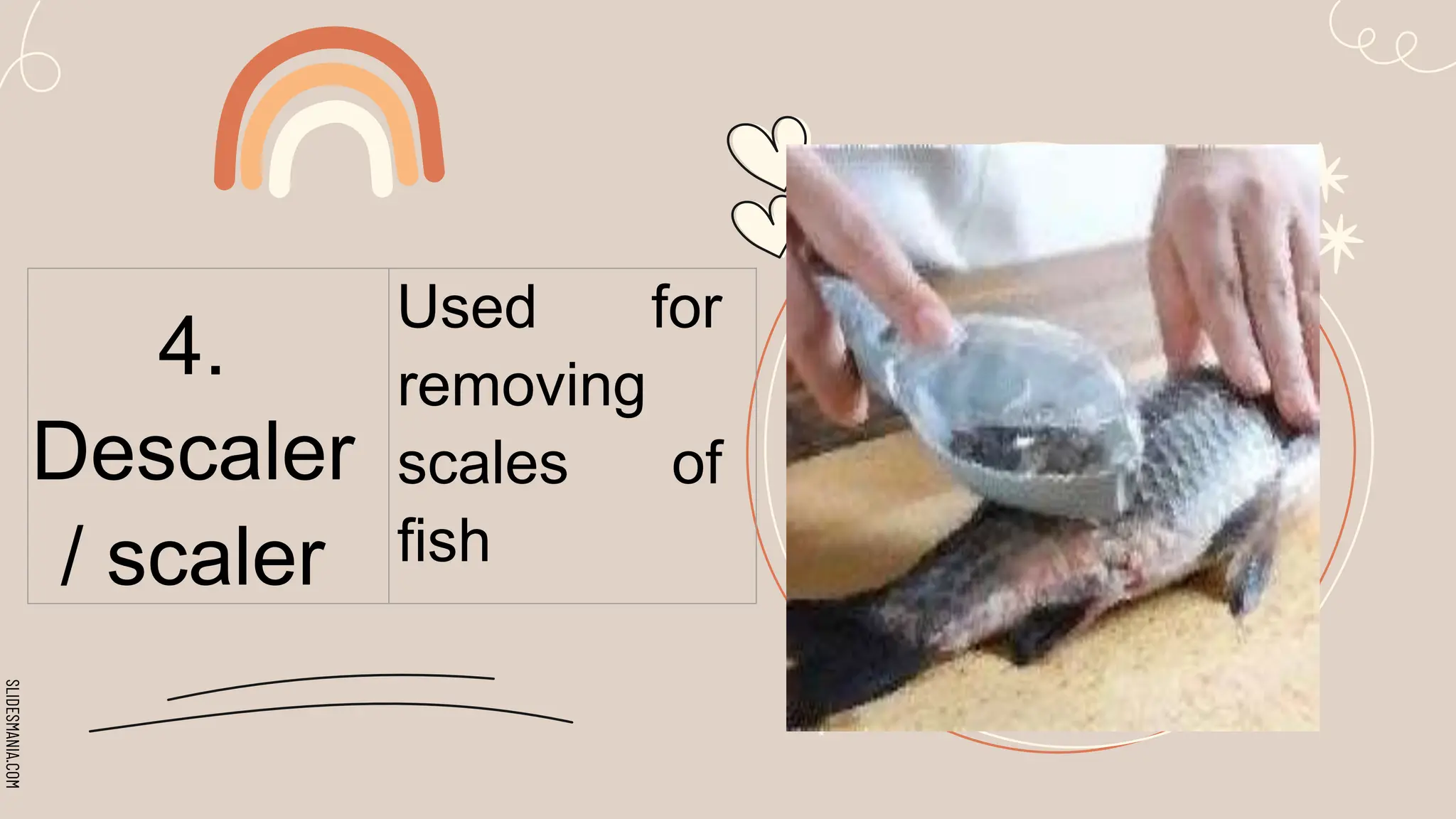 SLIDESMANIA.COM
4.
Descaler
/ scaler
Used for
removing
scales of
fish
 