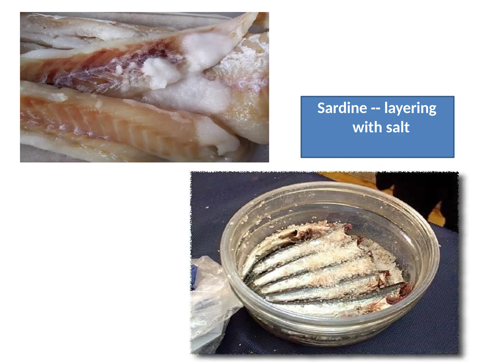 Sardine -- layering
with salt
 